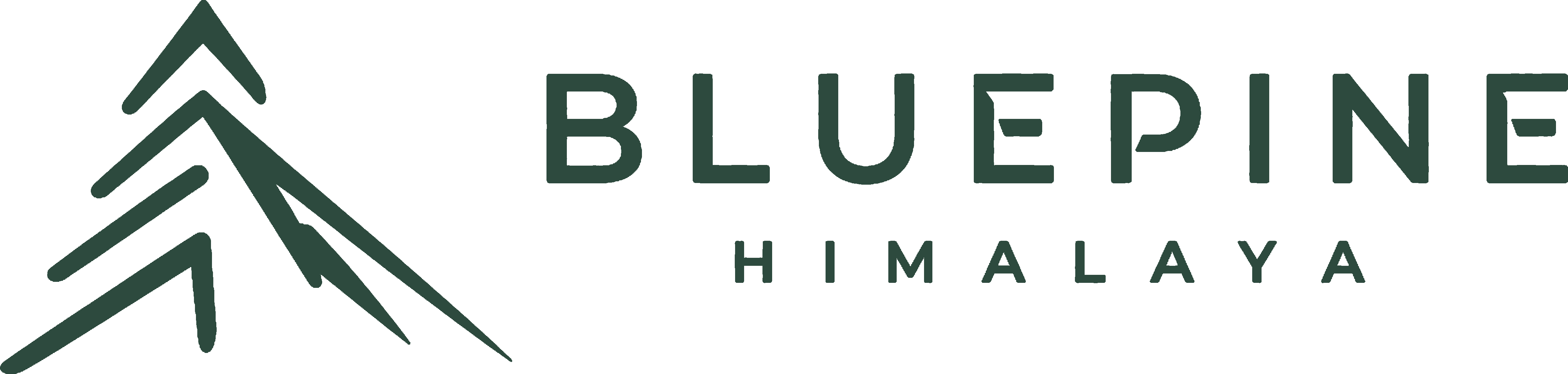 Bluepine Himalaya