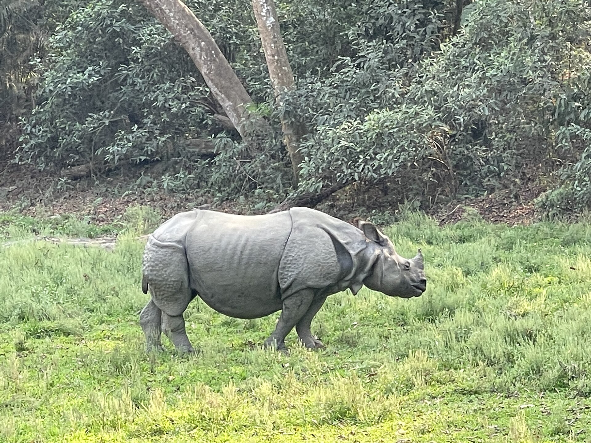 Terai grasslands and wildlife